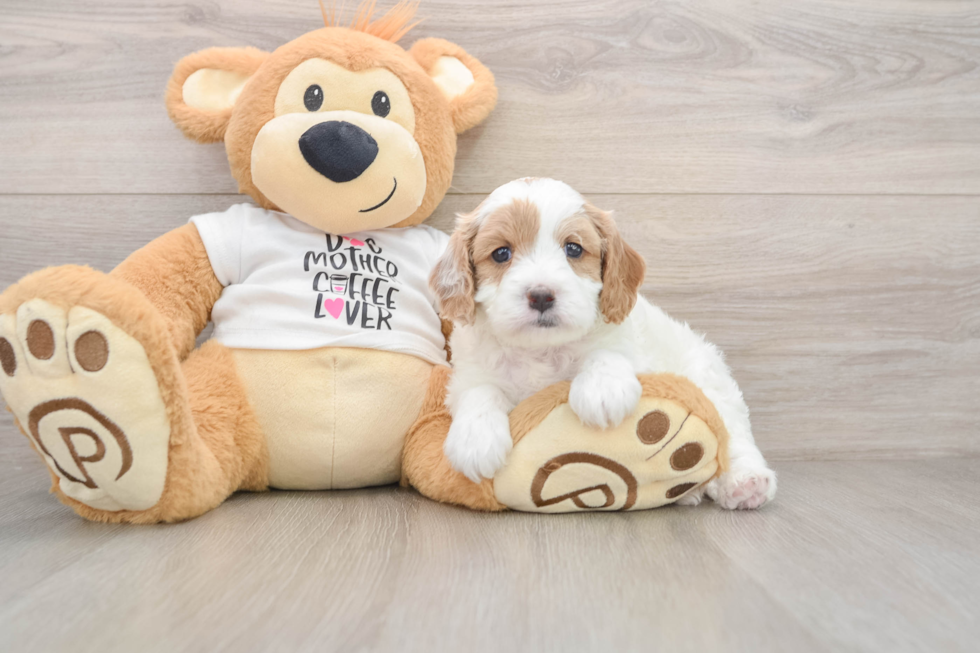 Best Cavapoo Baby
