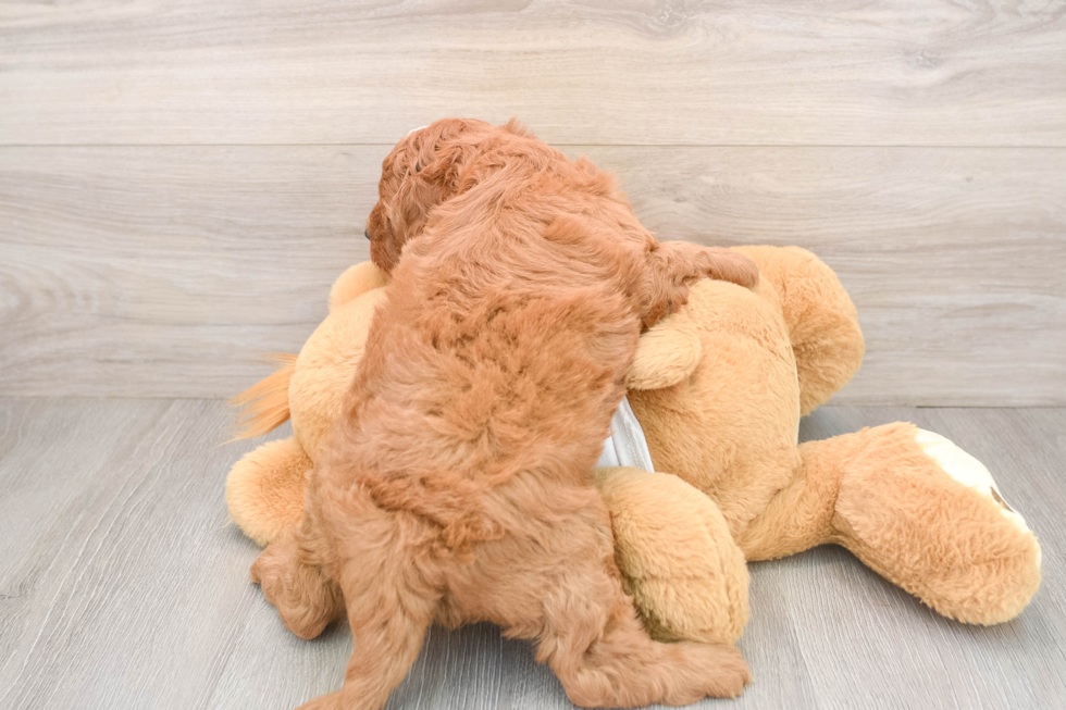 Cavapoo Puppy for Adoption