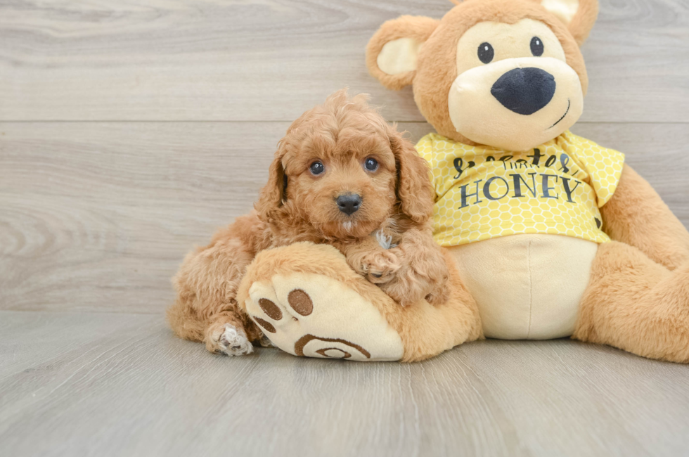 8 week old Cavapoo Puppy For Sale - Fairfield Furbabies