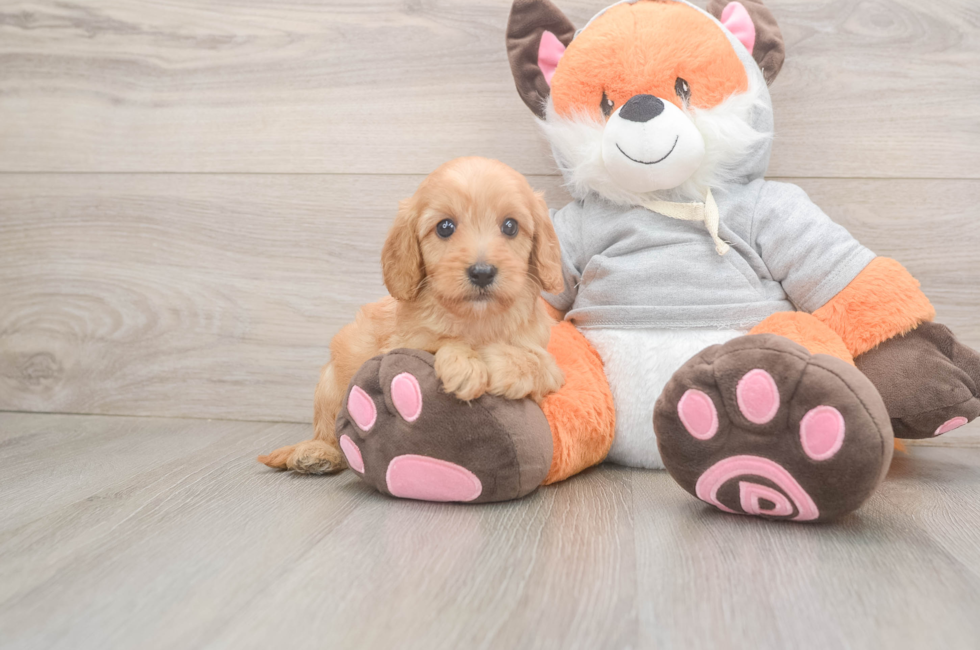 7 week old Cavapoo Puppy For Sale - Fairfield Furbabies