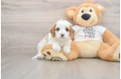Smart Cavapoo Poodle Mix Pup