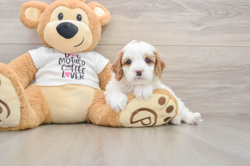 Best Cavapoo Baby