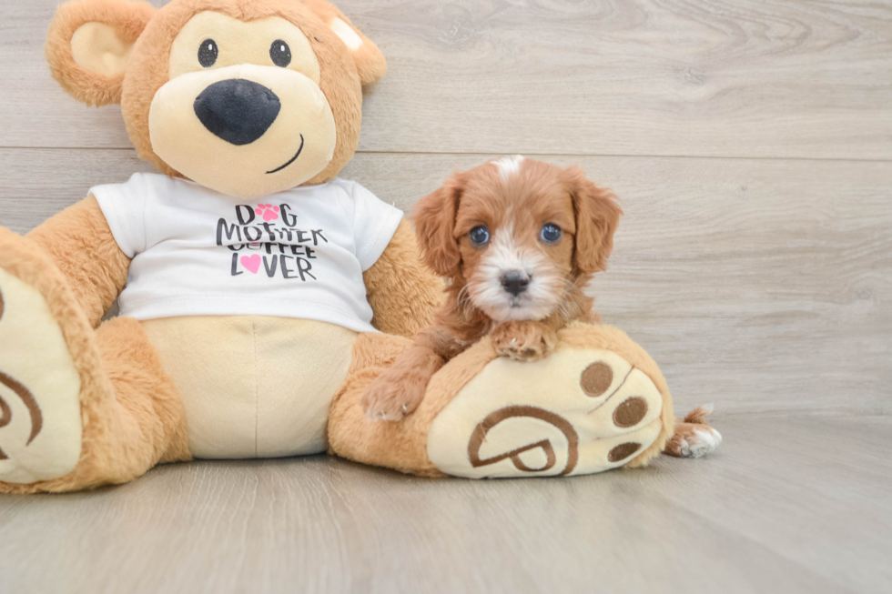 Friendly Cavapoo Baby
