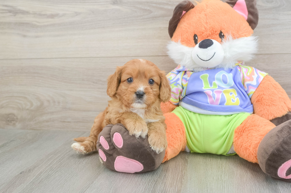6 week old Cavapoo Puppy For Sale - Fairfield Furbabies