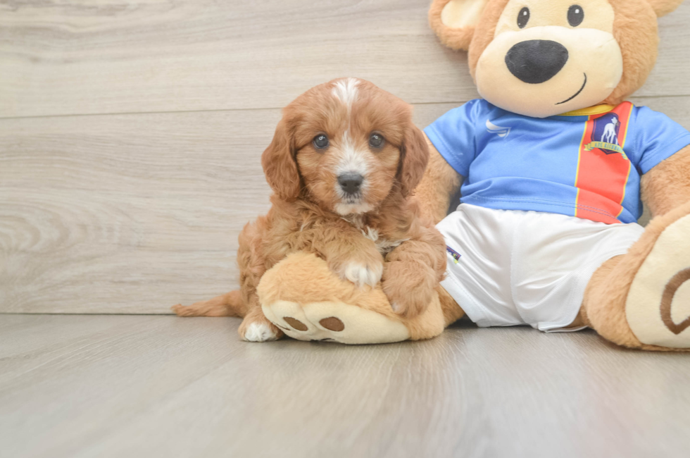 6 week old Cavapoo Puppy For Sale - Fairfield Furbabies