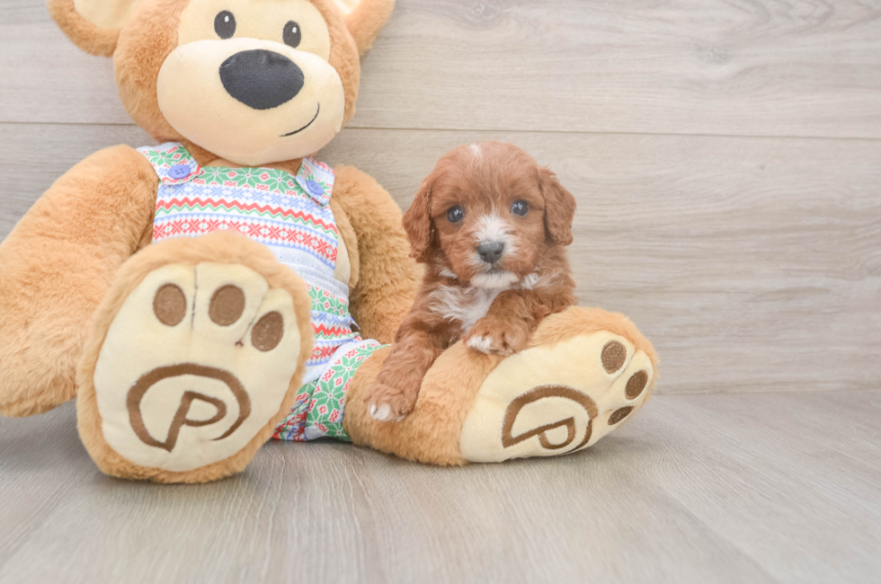 6 week old Cavapoo Puppy For Sale - Fairfield Furbabies