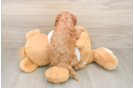 Sweet Cavapoo Baby
