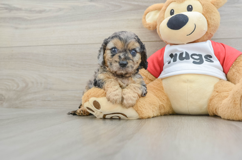 8 week old Cavapoo Puppy For Sale - Fairfield Furbabies