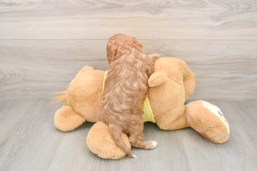 Cavapoo Pup Being Cute