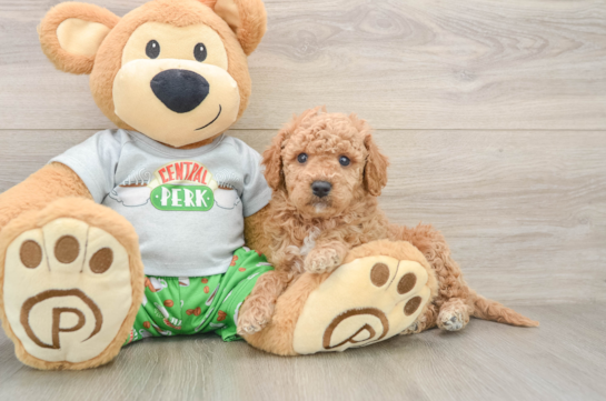 PACINO, a Cavapoo littermate