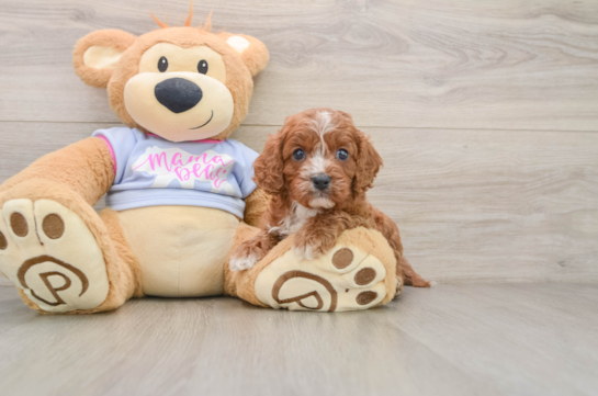 PACINO, a Cavapoo littermate
