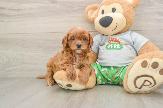 PACINO, a Cavapoo littermate