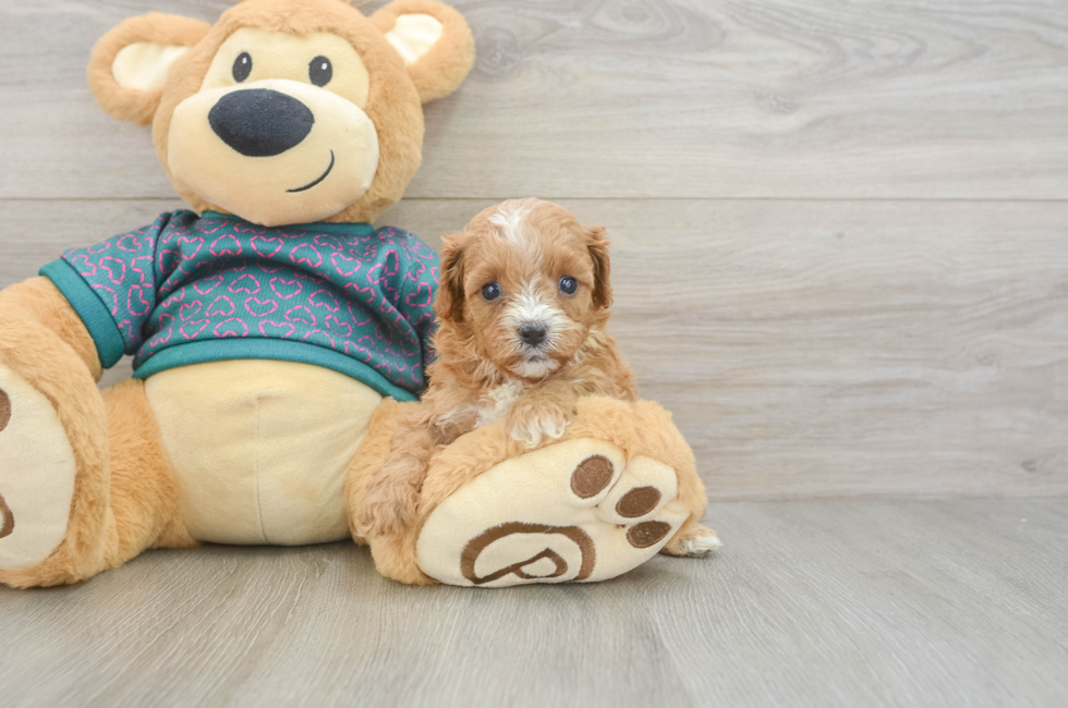 6 week old Cavapoo Puppy For Sale - Fairfield Furbabies