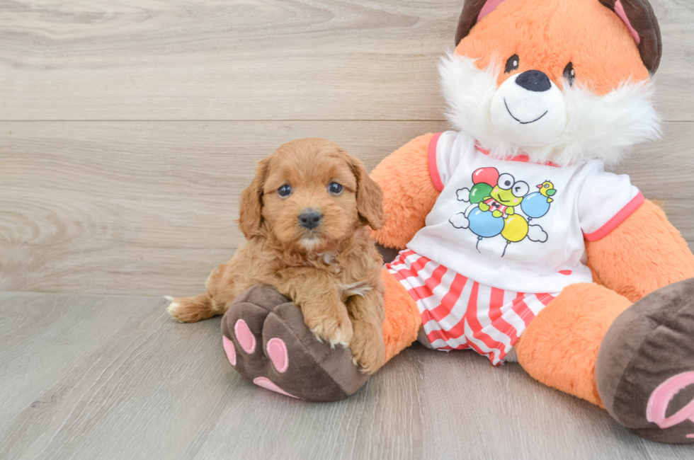 6 week old Cavapoo Puppy For Sale - Fairfield Furbabies