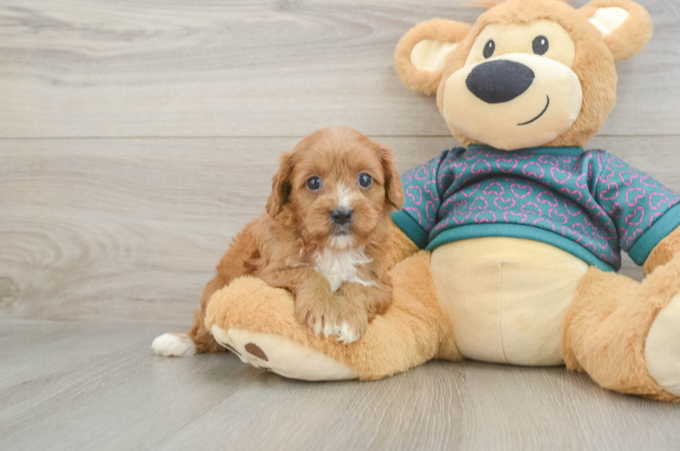 6 week old Cavapoo Puppy For Sale - Fairfield Furbabies
