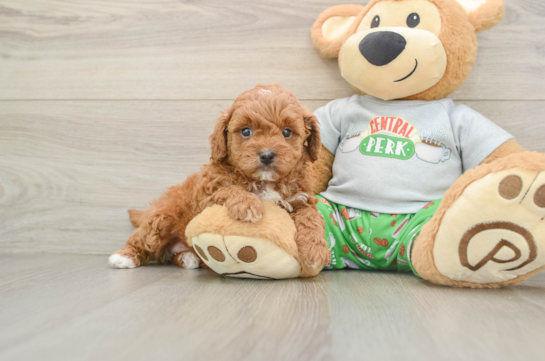 PINOT, a Cavapoo littermate