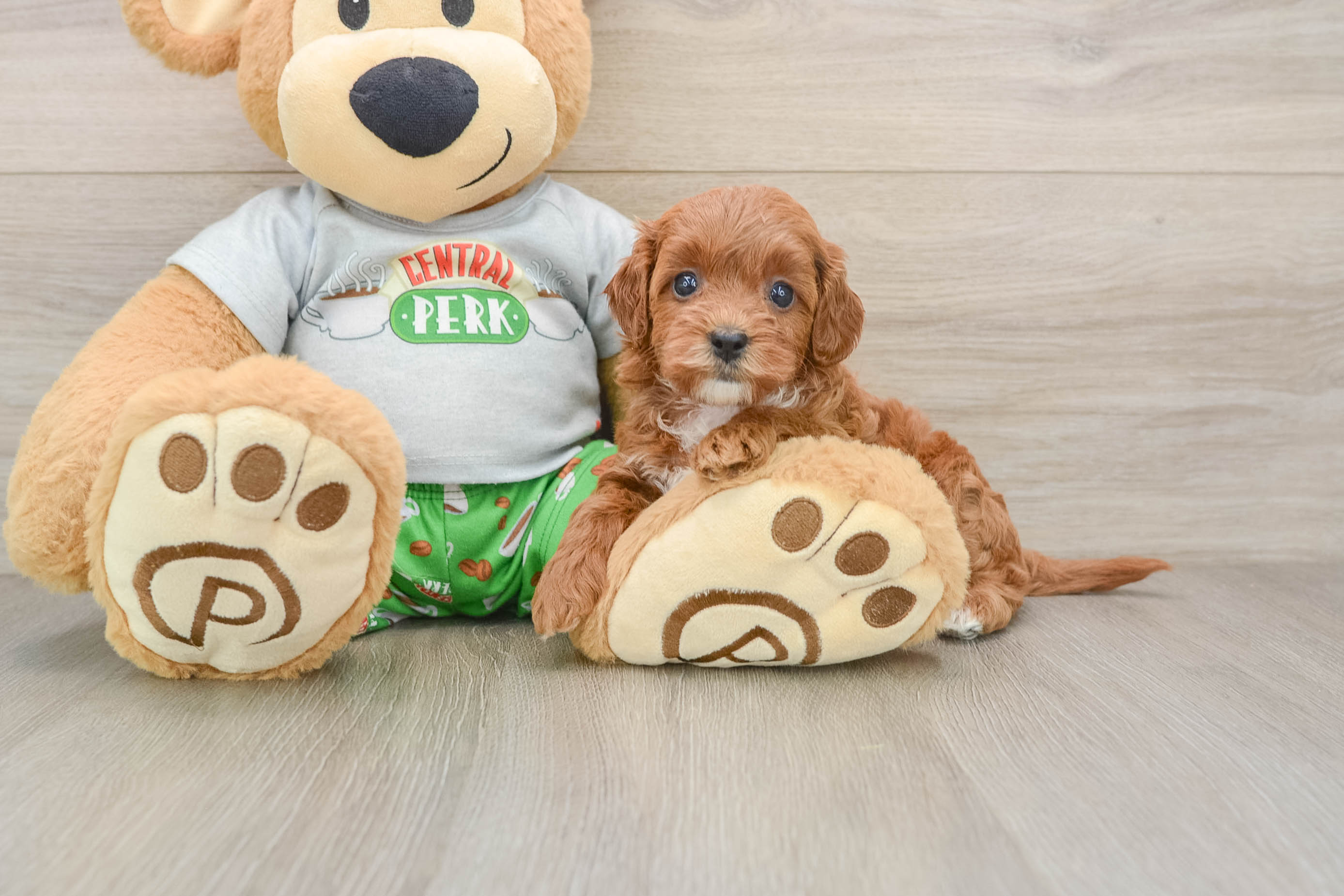 Playful Cavapoodle Poodle Mix Puppy