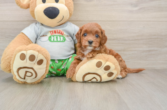 PINOT, a Cavapoo littermate