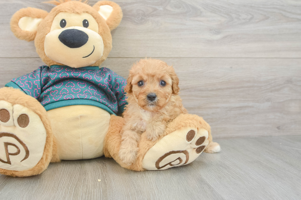 6 week old Cavapoo Puppy For Sale - Fairfield Furbabies