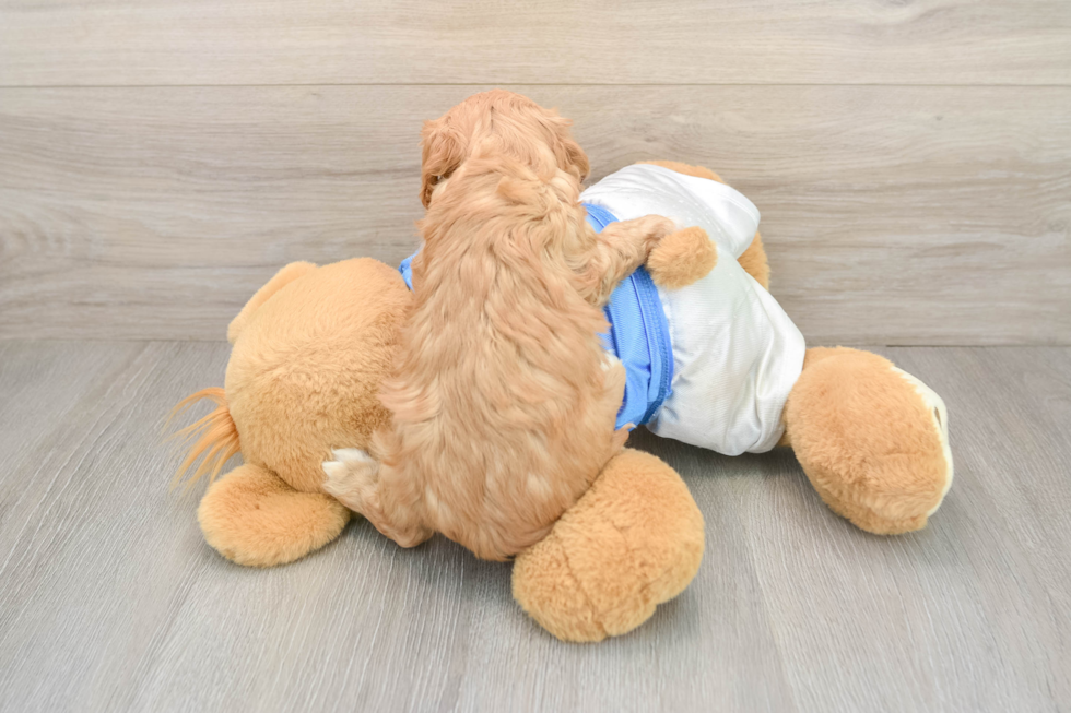 Popular Cavapoo Poodle Mix Pup