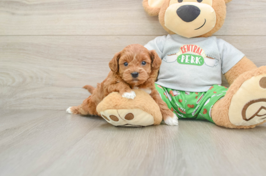 POCAHONTAS, a Cavapoo littermate