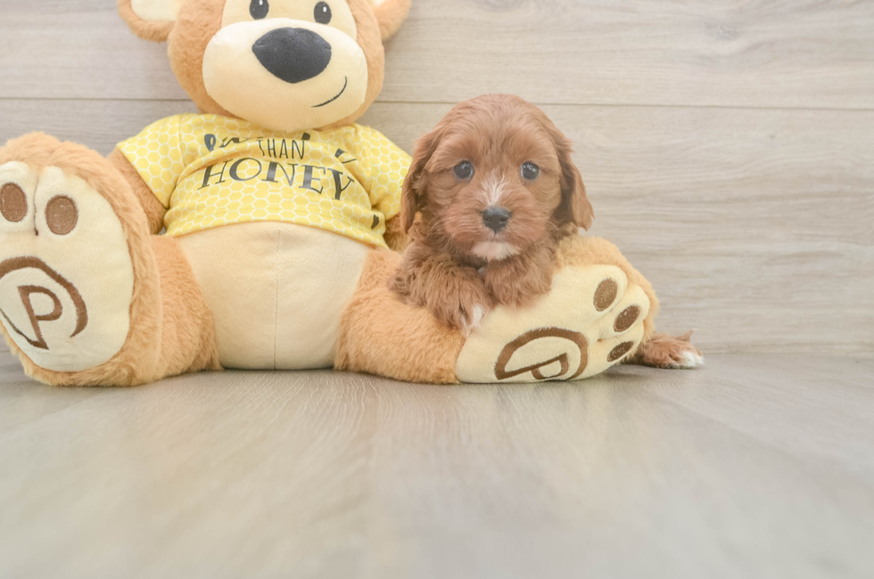 7 week old Cavapoo Puppy For Sale - Fairfield Furbabies