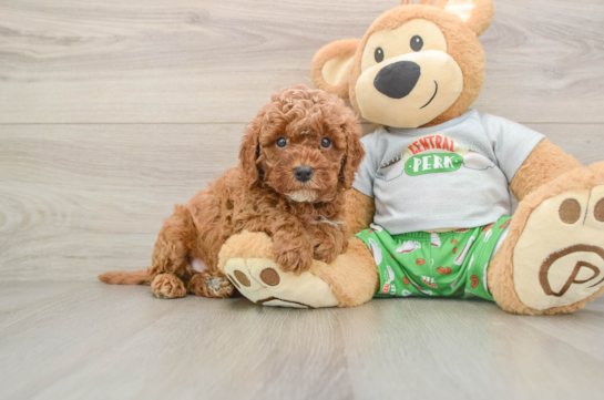 POLARIS, a Cavapoo littermate