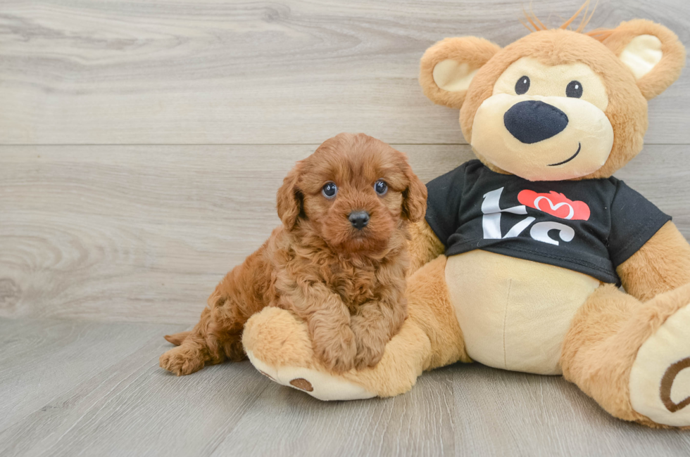 7 week old Cavapoo Puppy For Sale - Fairfield Furbabies