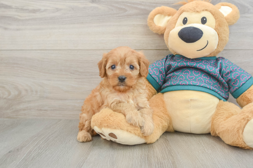 6 week old Cavapoo Puppy For Sale - Fairfield Furbabies
