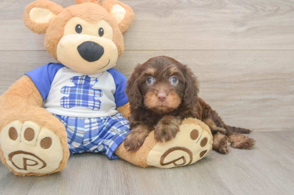8 week old Cavapoo Puppy For Sale - Fairfield Furbabies