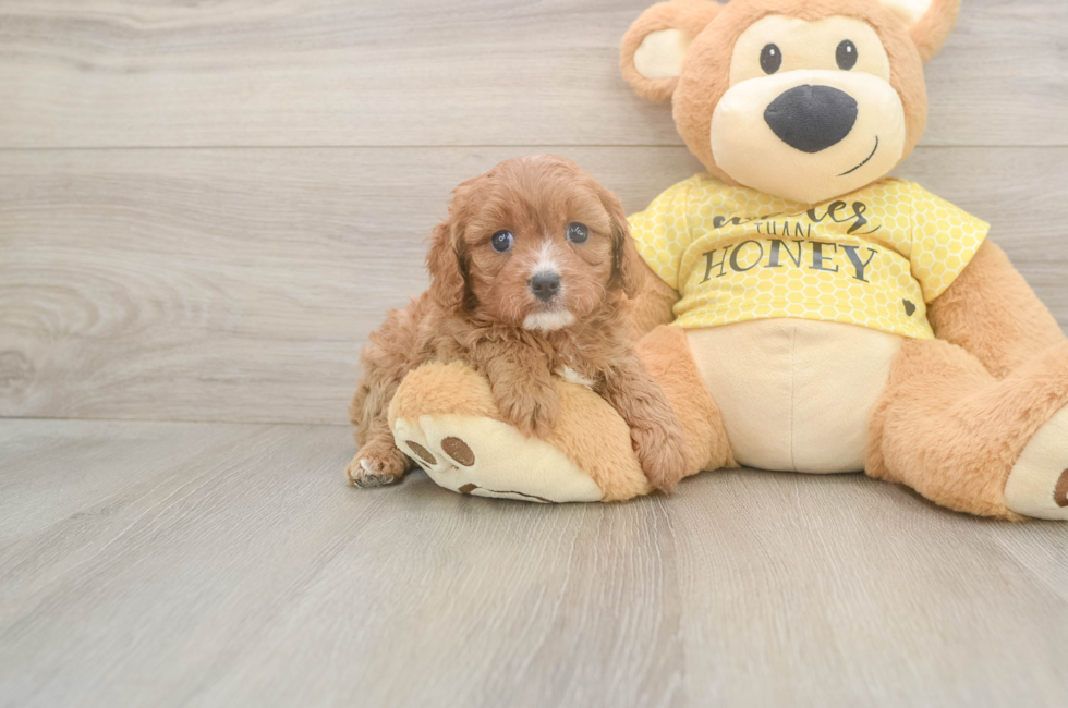 7 week old Cavapoo Puppy For Sale - Fairfield Furbabies
