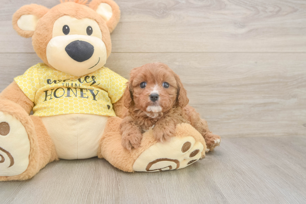 Cavapoo Pup Being Cute
