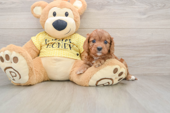 Smart Cavapoo Poodle Mix Pup
