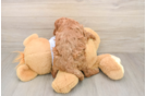 Popular Cavapoo Poodle Mix Pup
