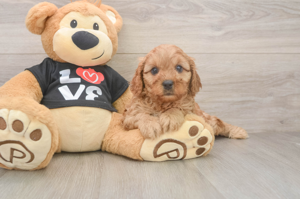 7 week old Cavapoo Puppy For Sale - Fairfield Furbabies