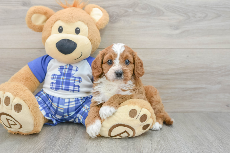 5 week old Cavapoo Puppy For Sale - Fairfield Furbabies