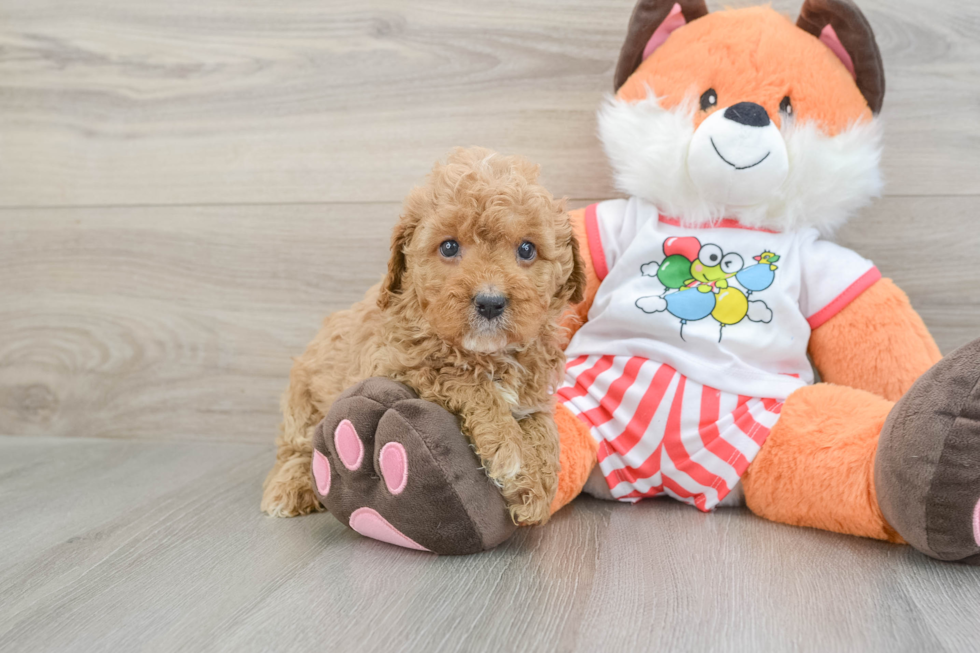 Cavapoo Pup Being Cute