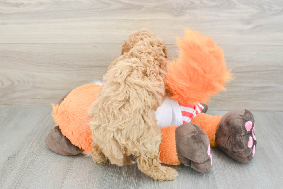 Cavapoo Pup Being Cute