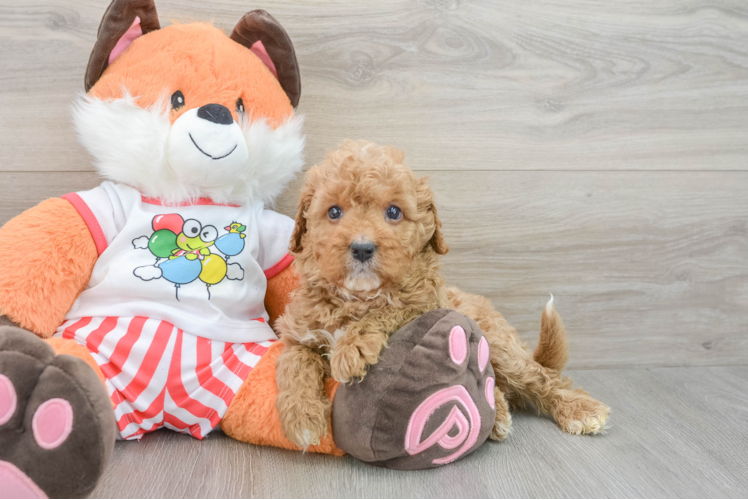 Cavapoo Puppy for Adoption