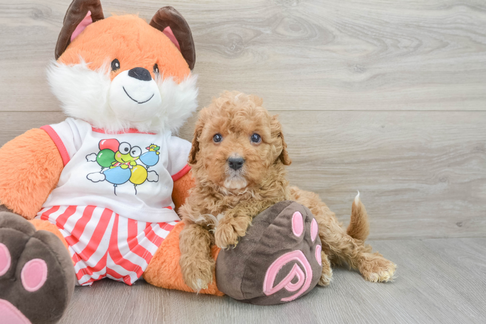 Cavapoo Puppy for Adoption