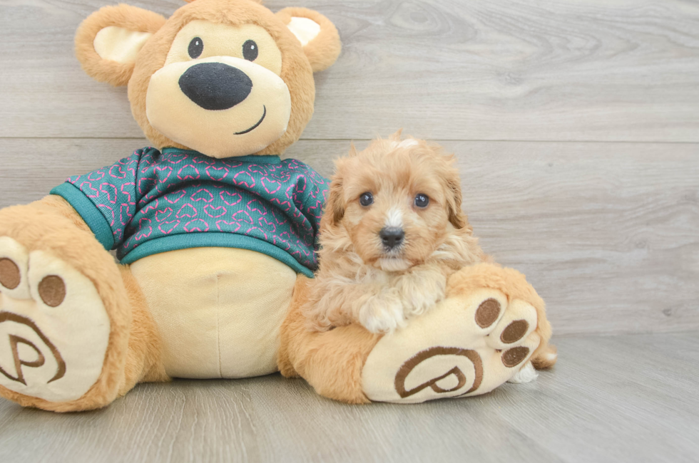 6 week old Cavapoo Puppy For Sale - Fairfield Furbabies