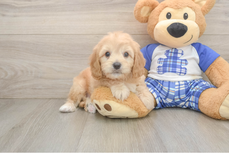 Best Cavapoo Baby