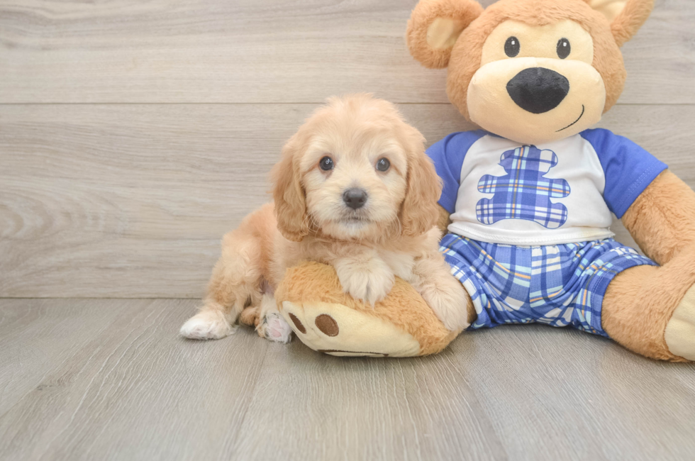 8 week old Cavapoo Puppy For Sale - Fairfield Furbabies