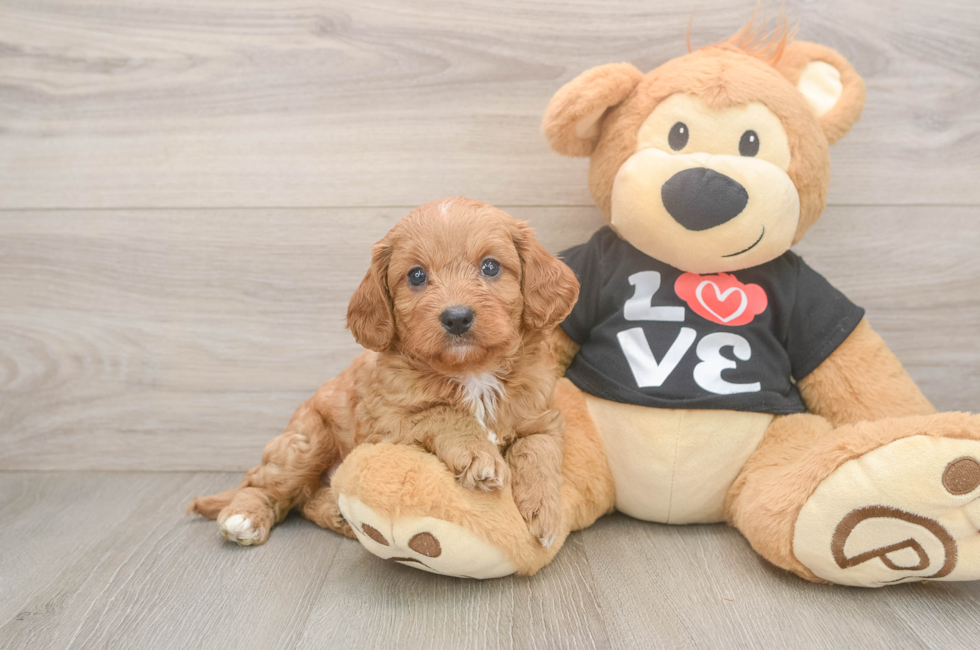 7 week old Cavapoo Puppy For Sale - Fairfield Furbabies