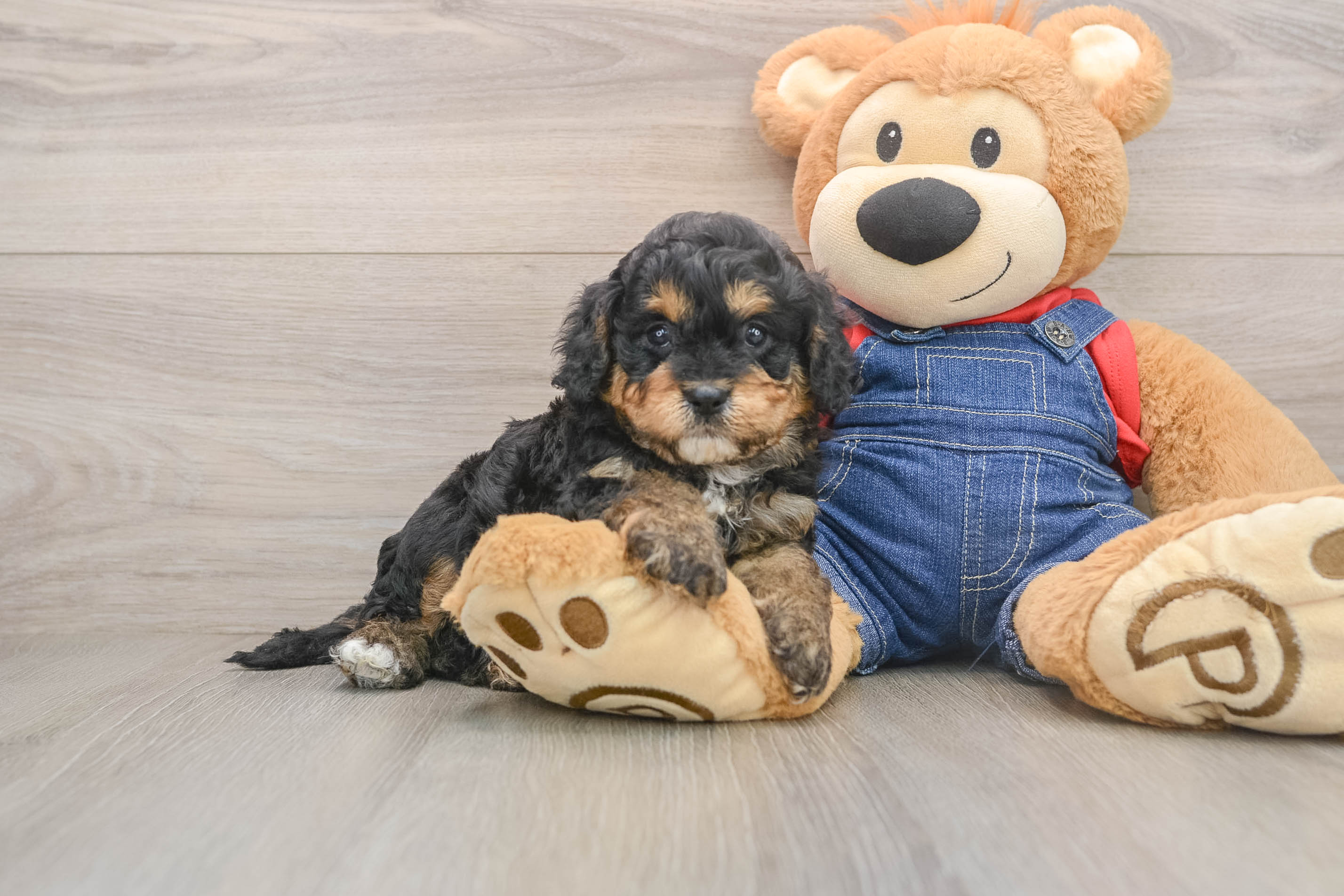 Cavapoo Pup Being Cute