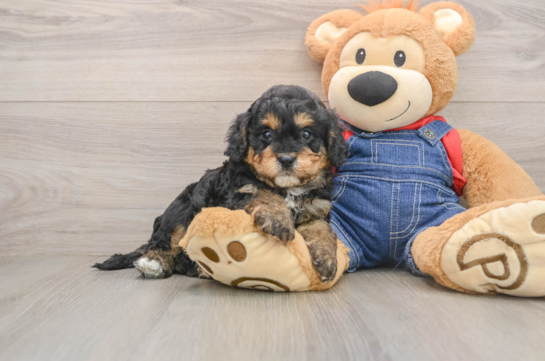 PRIME, a Cavapoo littermate