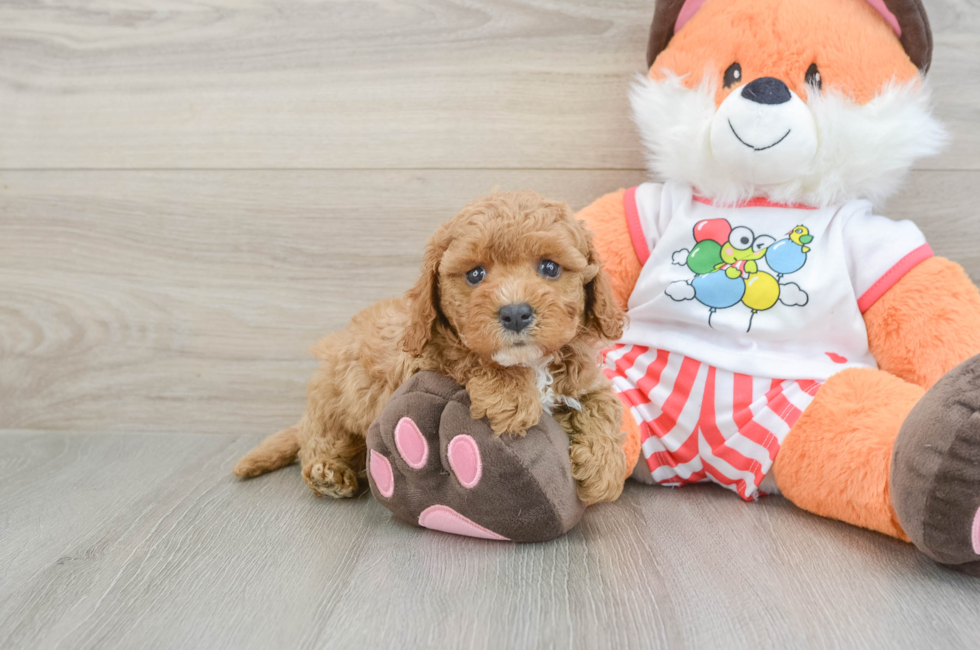 6 week old Cavapoo Puppy For Sale - Fairfield Furbabies