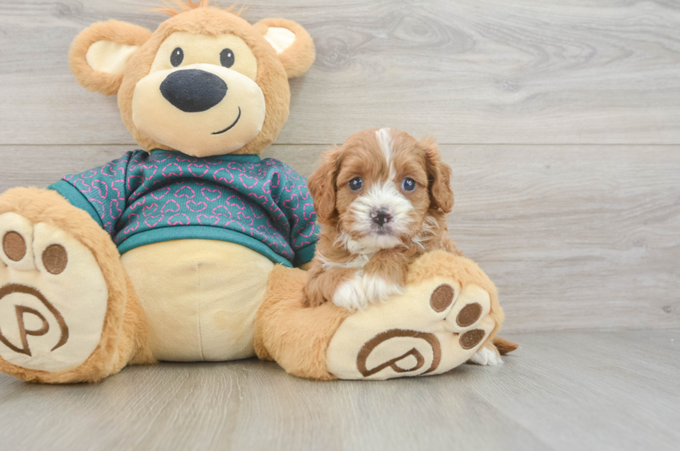 6 week old Cavapoo Puppy For Sale - Fairfield Furbabies