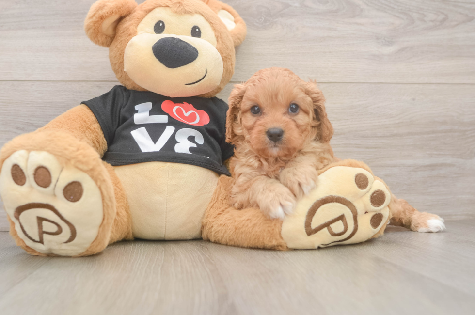 7 week old Cavapoo Puppy For Sale - Fairfield Furbabies