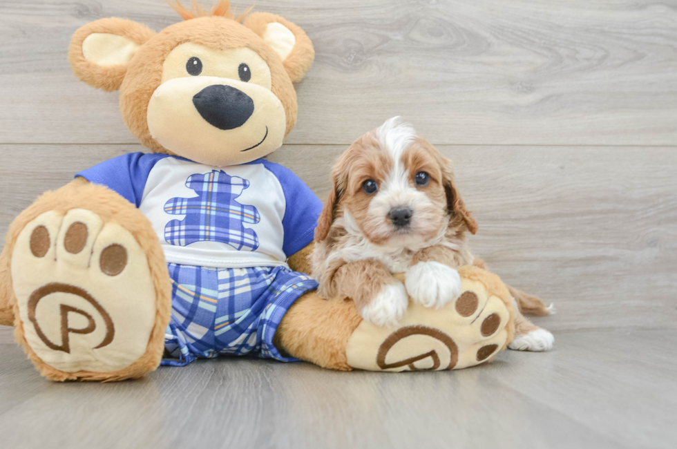 5 week old Cavapoo Puppy For Sale - Fairfield Furbabies